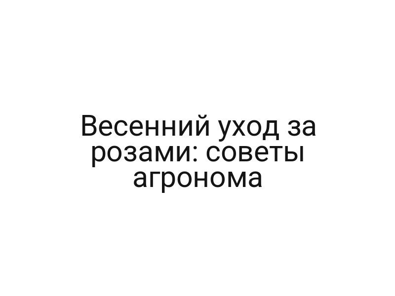 Весенний уход за розами: советы агронома